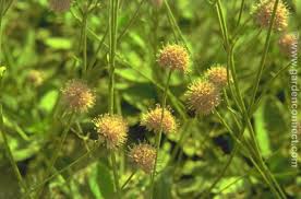 Image result for Succisella inflexa