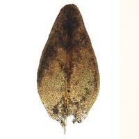 Attēlu rezultāti vaicājumam “Grimmia muehlenbeckii sporophyte”