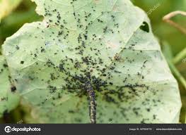 Attēlu rezultāti vaicājumam “Aphis fabae”