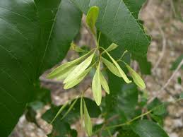Attēlu rezultāti vaicājumam “Fraxinus pennsylvanica male flower”