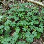 Attēlu rezultāti vaicājumam “Sanicula europaea fruit”