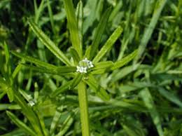 Attēlu rezultāti vaicājumam “Cribraria rubiginosa stalked”