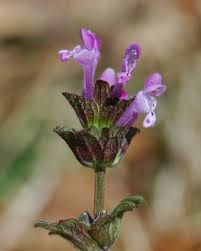 Attēlu rezultāti vaicājumam “Lamium amplexicaule flower”