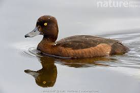Attēlu rezultāti vaicājumam “Aythya fuligula female”