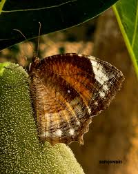 Attēlu rezultāti vaicājumam “Diprion pini female”