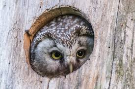 Attēlu rezultāti vaicājumam “Aegolius funereus adult”