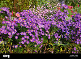 Image result for Aster novi-belgii