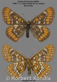 Attēlu rezultāti vaicājumam “Euphydryas maturna underside”
