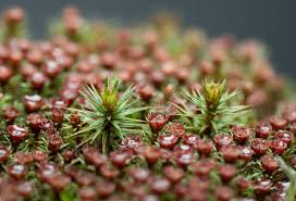 Attēlu rezultāti vaicājumam “Polytrichum piliferum sporophyte”