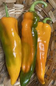 Afbeeldingsresultaat voor marconi golden sweet pepper