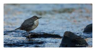 Attēlu rezultāti vaicājumam “Cinclus cinclus”