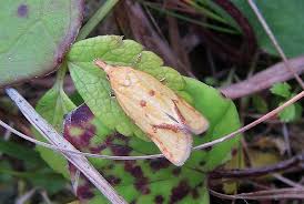 Attēlu rezultāti vaicājumam “Agapeta hamana”