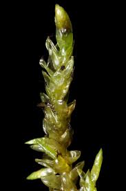 Attēlu rezultāti vaicājumam “Calliergon megalophyllum”