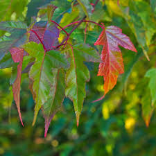 Attēlu rezultāti vaicājumam “Acer tataricum subsp. ginnala fruit”