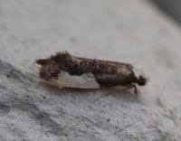 Attēlu rezultāti vaicājumam “Monopis monachella”