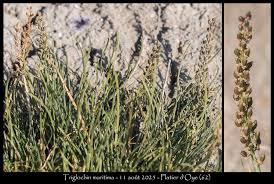Attēlu rezultāti vaicājumam “Triglochin maritimum fruit”