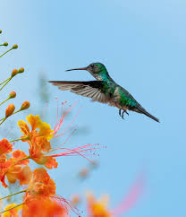 Image result for Maulden Nc