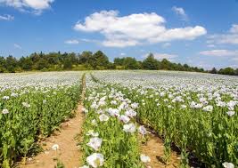 Image result for Papaver somniferum White Cloud
