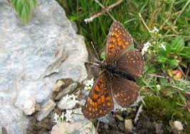 Attēlu rezultāti vaicājumam “Melitaea diamina underside”