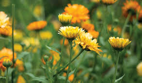 Attēlu rezultāti vaicājumam “Calendula officinalis flower”