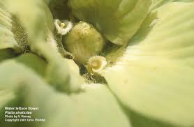 Attēlu rezultāti vaicājumam “Pistia stratiotes”