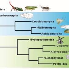 Attēlu rezultāti vaicājumam “Sternorrhyncha”
