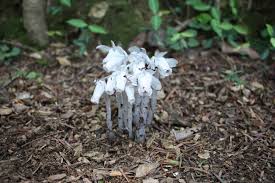 Image result for ギンリョウソウ