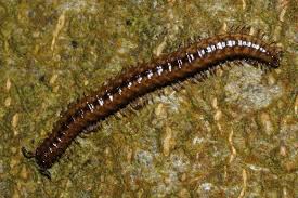 Attēlu rezultāti vaicājumam “Craspedosoma rawlinsi”