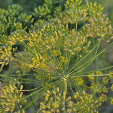 Attēlu rezultāti vaicājumam “Anethum graveolens flower”