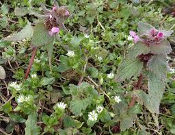 Attēlu rezultāti vaicājumam “Stellaria media flower”