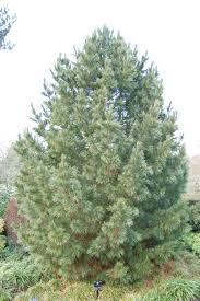 Image result for Pinus cembra