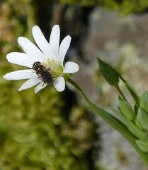 Attēlu rezultāti vaicājumam “Stellaria holostea fruit”