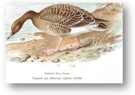 Attēlu rezultāti vaicājumam “Anser serrirostris”