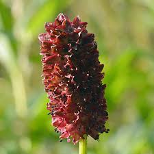 Attēlu rezultāti vaicājumam “Sanguisorba officinalis bud”