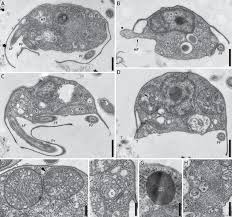 Attēlu rezultāti vaicājumam “Symphytocarpus impexus”