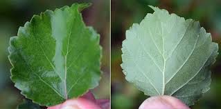 Attēlu rezultāti vaicājumam “Betula nana”