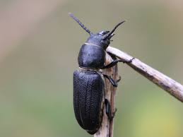 Attēlu rezultāti vaicājumam “Spondylis buprestoides”