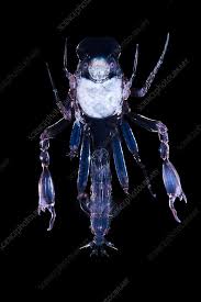 Attēlu rezultāti vaicājumam “Phronia sp.”