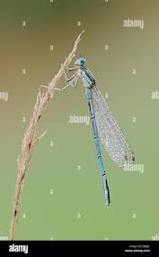 Attēlu rezultāti vaicājumam “Platycnemis pennipes male”