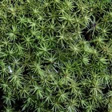 Attēlu rezultāti vaicājumam “Dicranum montanum”