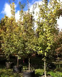 Attēlu rezultāti vaicājumam “Acer campestre”