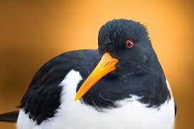 Attēlu rezultāti vaicājumam “Haematopus ostralegus”