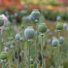 Image result for Papaver somniferum