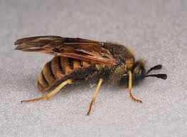 Attēlu rezultāti vaicājumam “Cimbicidae”