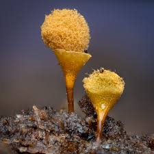 Attēlu rezultāti vaicājumam “Hemitrichia clavata”