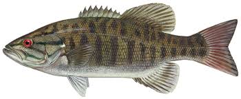Image result for Micropterus
