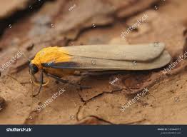 Attēlu rezultāti vaicājumam “Lithosia quadra female”