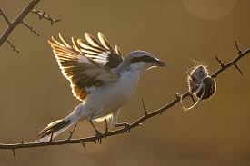 Attēlu rezultāti vaicājumam “Lanius excubitor”