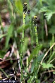 Attēlu rezultāti vaicājumam “Equisetum palustre”