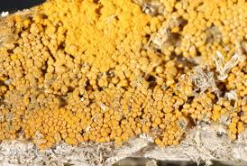 Attēlu rezultāti vaicājumam “Trichia scabra”